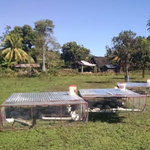 pastured broilers at new roots