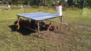 hens on pasture in haiti