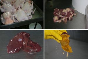 mashup of chicken organis.