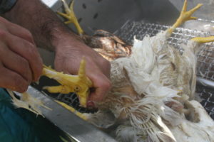 image of how to scald chickens by checking the scald. 