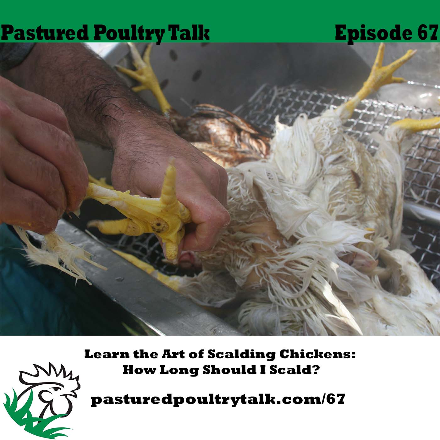 Pastured Poultry Talk episode 67. How to scald chickens.