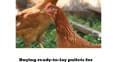 Image for Ready-to-Lay Pullet Episode