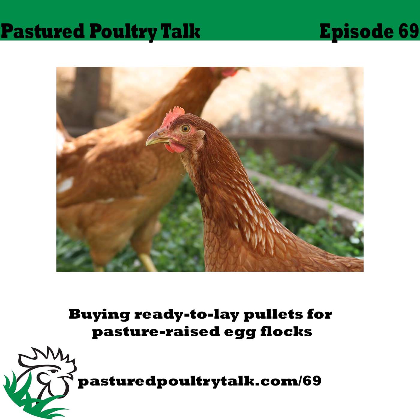 Image for Ready-to-Lay Pullet Episode