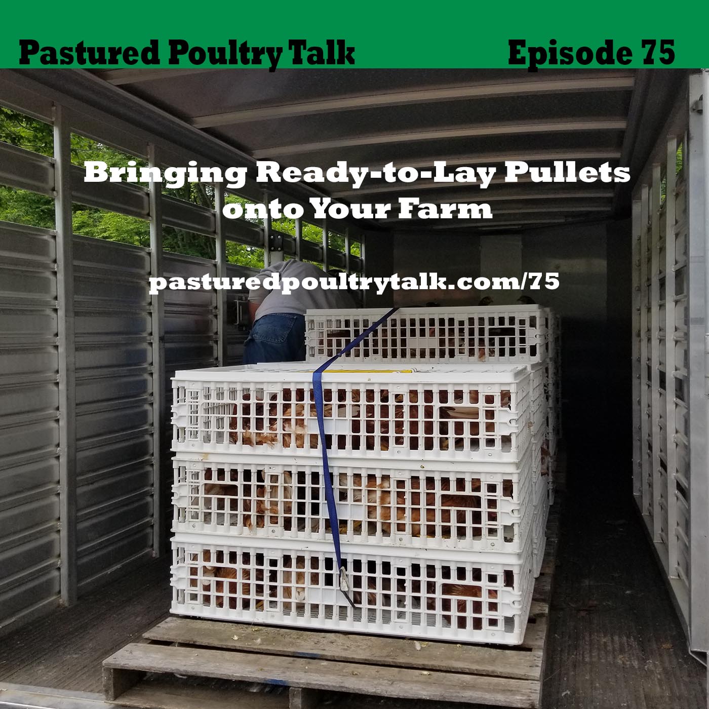episode image of "Bringing Ready-to-Lay pullets onto your farm"