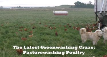 image of pastured poultry talk episode 83 - pasturewashing poultry