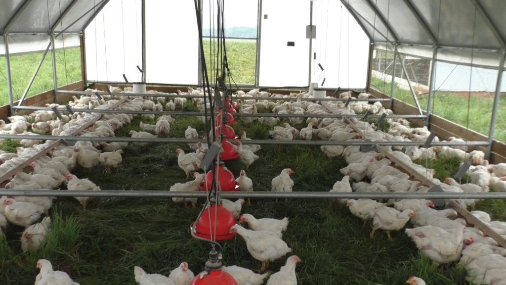 image of broilers in a mobile range coop on pasture