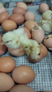 chicks hatching
