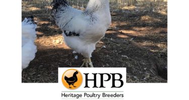 Episode 87 artwork - breeding heritage poultry