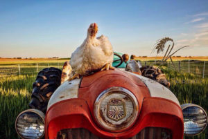 chicken on tractor