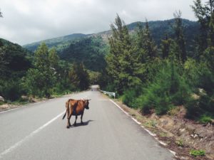 a cow on the road-is it sacred?