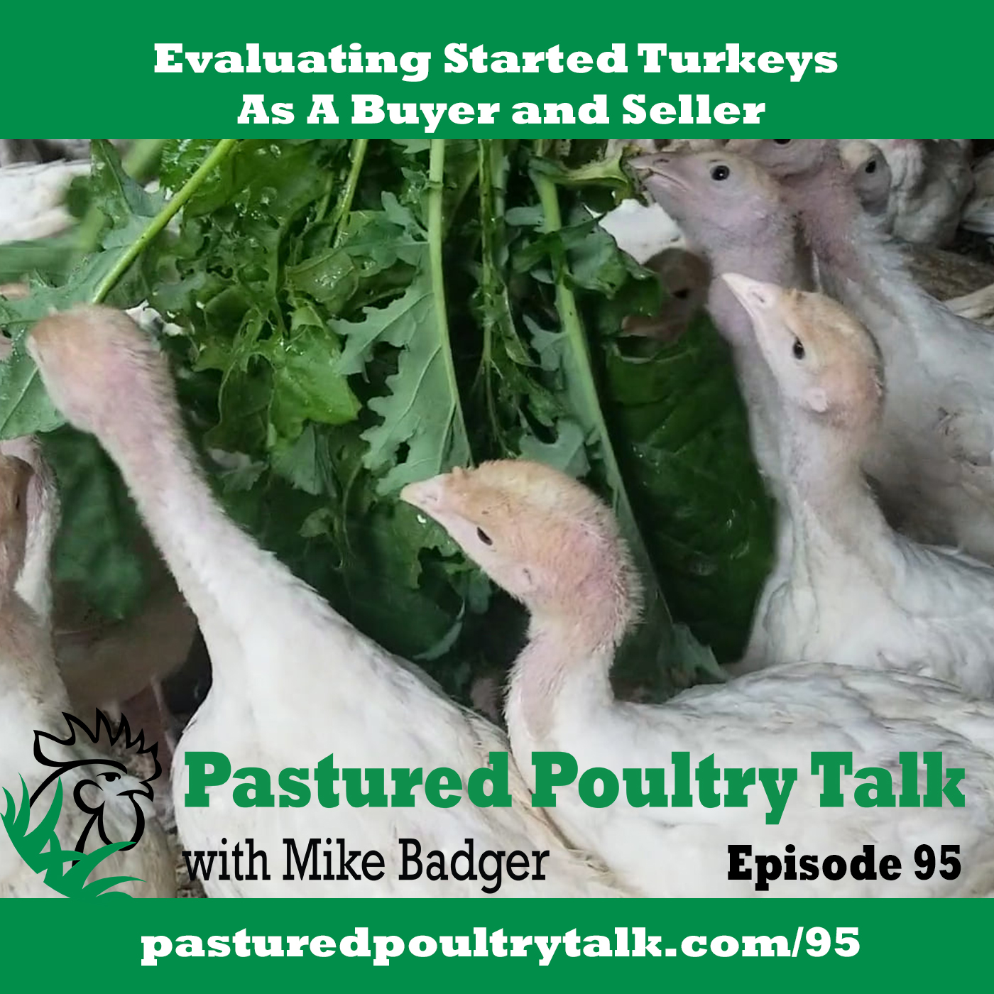 cover art for episode on evaluating started turkey business.