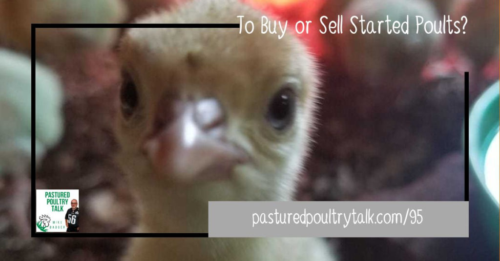 buy or sell started poult 