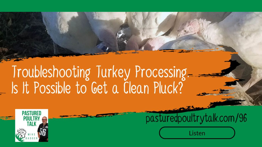 Can I pluck turkeys clean?