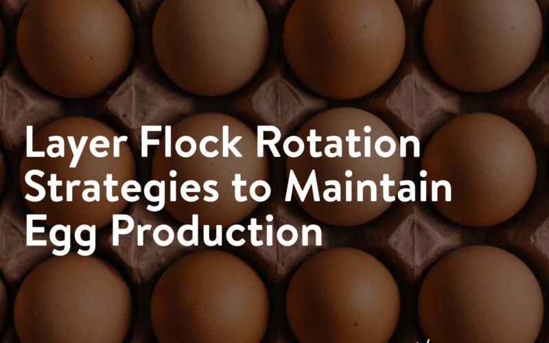 episode 112 artwork - Layer flock rotation strategies to maintain egg production