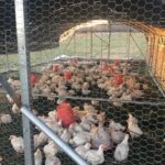 Pastured Poultry Talk