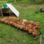 Pastured Poultry Talk