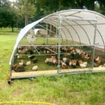 Pastured Poultry Talk